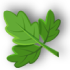Leaf image_Yummy Bowl